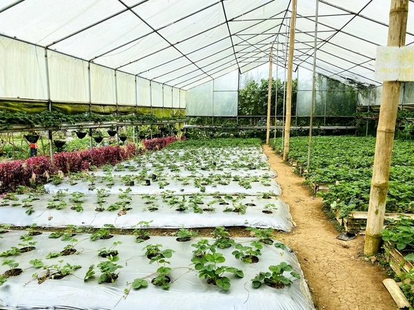 Les technologies LED, une révolution pour l'horticulture